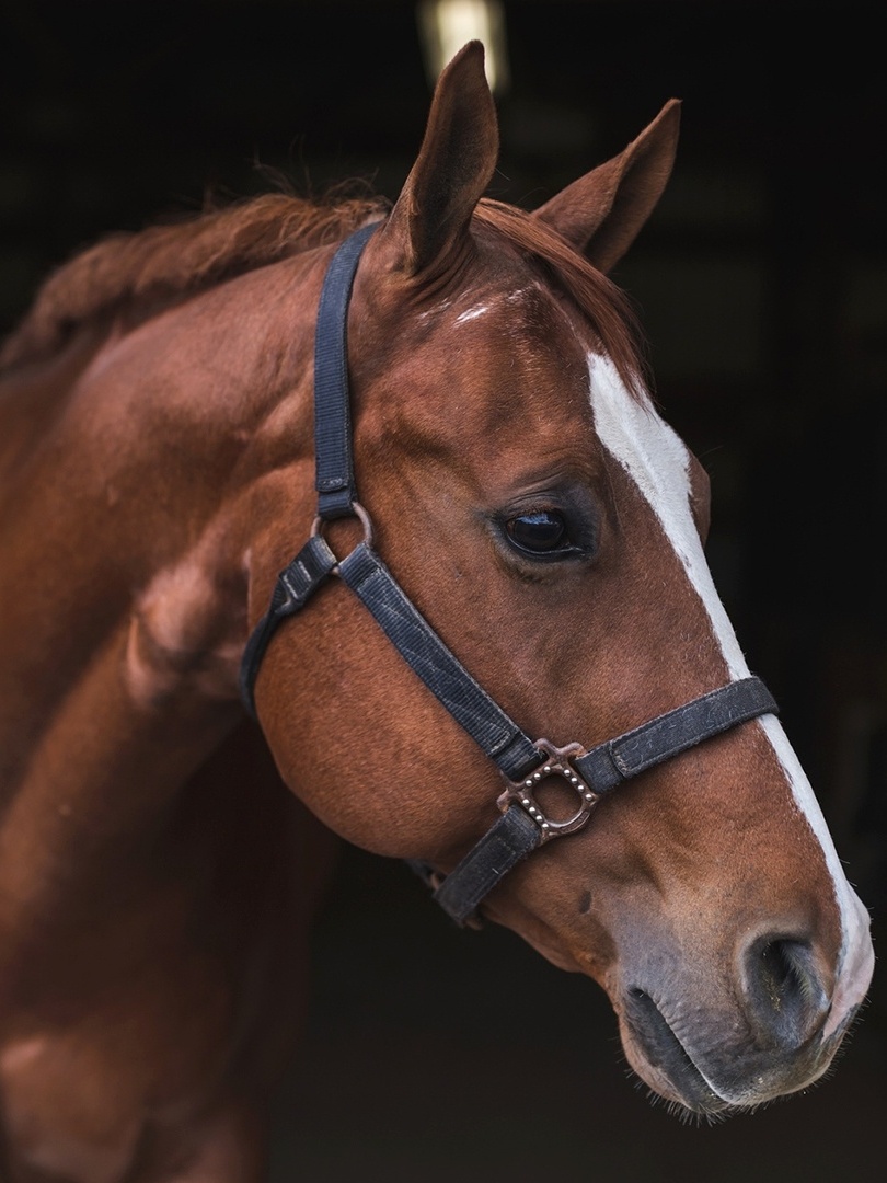 Mulherdando para o cavalo
