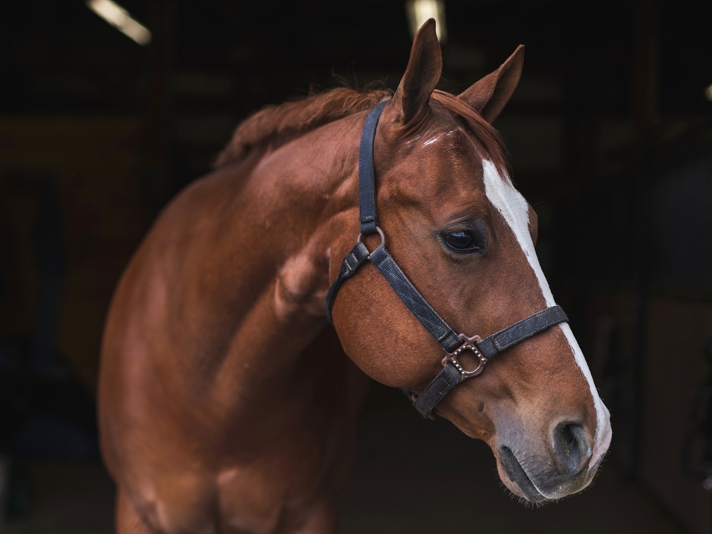 Raças De Cavalo. Animais Domésticos Bonitos Fortes Em Ação Poses