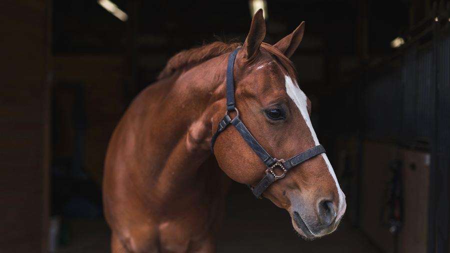 CAVALO BRAVO SAI PULANDO DANDO COICE NA CAVALGADA 