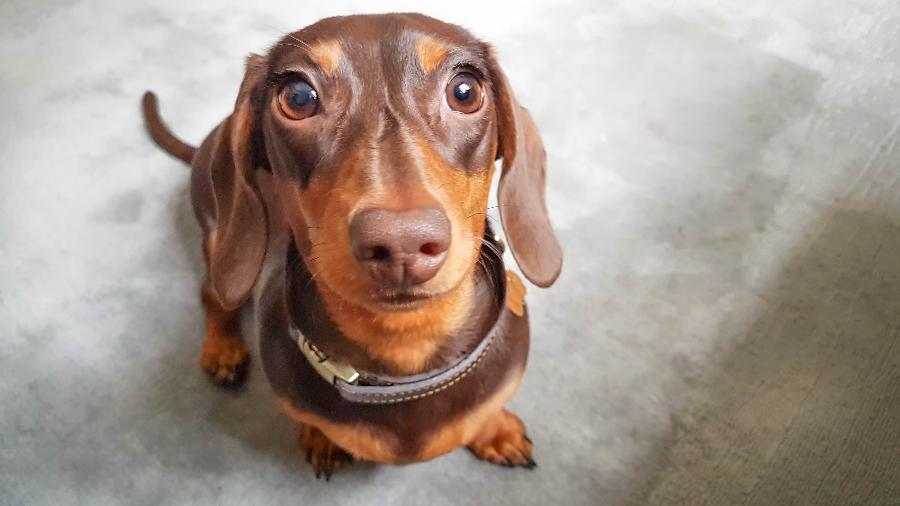 Dachshund é uma das raças mais difíceis de adestrar