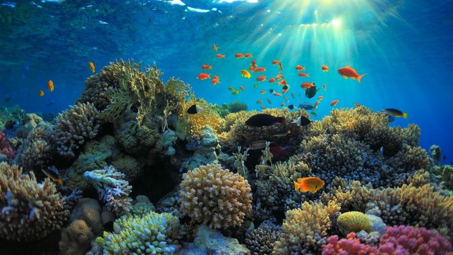 Conhecidos como "florestas tropicais submersas" corais servem de casa para 25% das espécies que vivem no oceano - iStock
