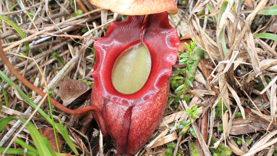 A planta Nepenthes rajah é uma verdadeira armadilha feita para atrair e capturar insetos e outros animais