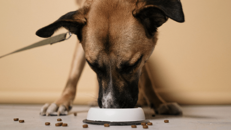 O que parece apenas um incômodo, pode representar um risco para a saúde dos animais O que parece apenas um incômodo, pode representar um risco para a saúde dos animais