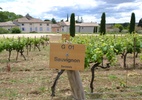 Vinhedo em Bordeaux sob sol intenso