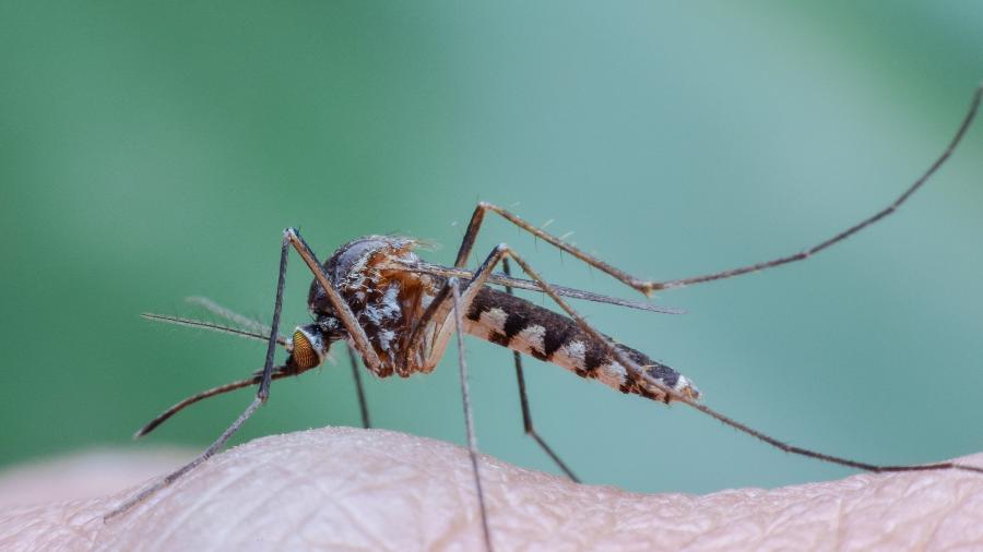 Vírus transmitido por mosquito que causa a febre do Vale do Rift pode prejudicar severamente o feto - iStock