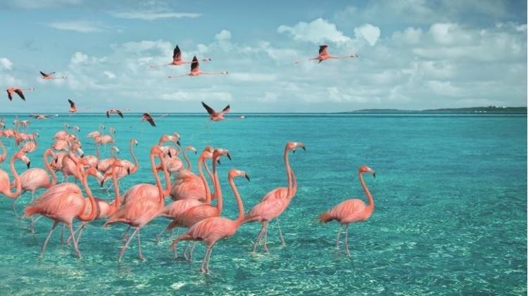 As Bahamas também são um lugar ideal para ver flamingos em locais paradisíacos - Divulgação/Turismo das Bahamas - Divulgação/Turismo das Bahamas