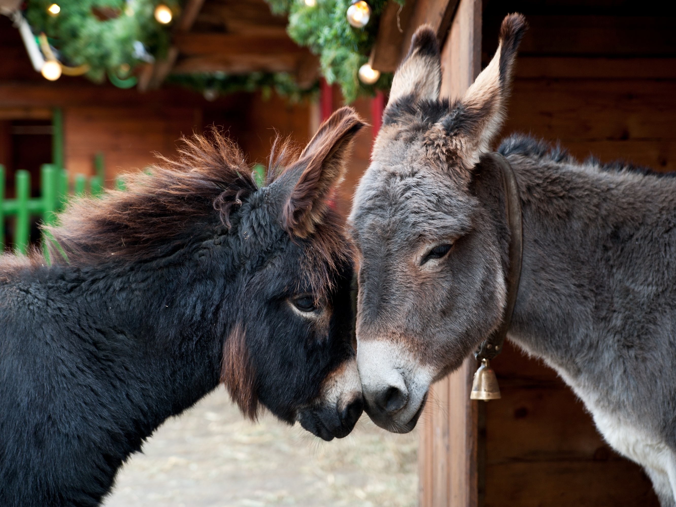 Burros que seriam abatidos em frigorífico de MG morrem após