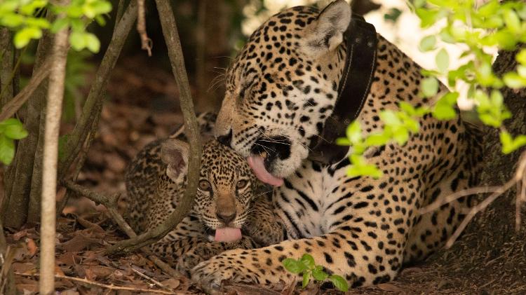 Fera, onça reintroduzida pelo Onçafari, com sua filha Turi - Edu Fragoso - Edu Fragoso