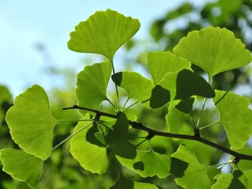 Ginkgo biloba: para que serve a planta, como tomar e quais os riscos