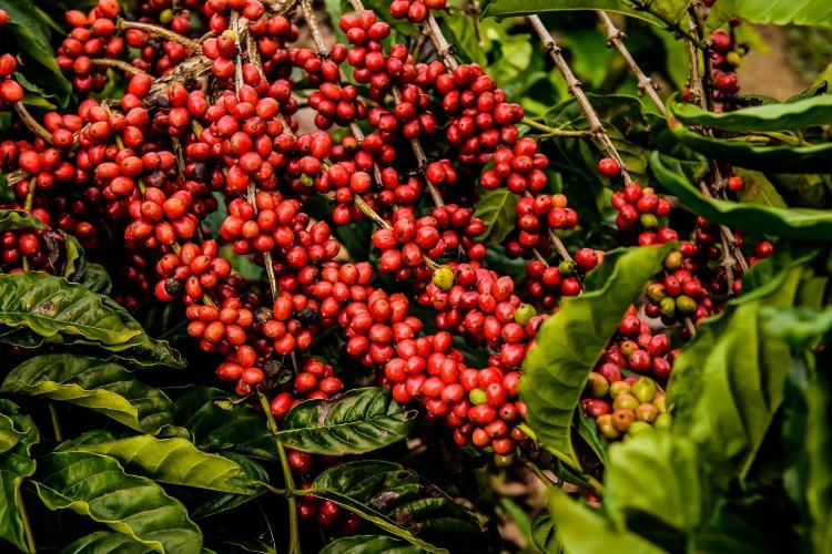 Grãos de canéfora da Fazenda Venturim, do Espírito Santo - Divulgação - Divulgação