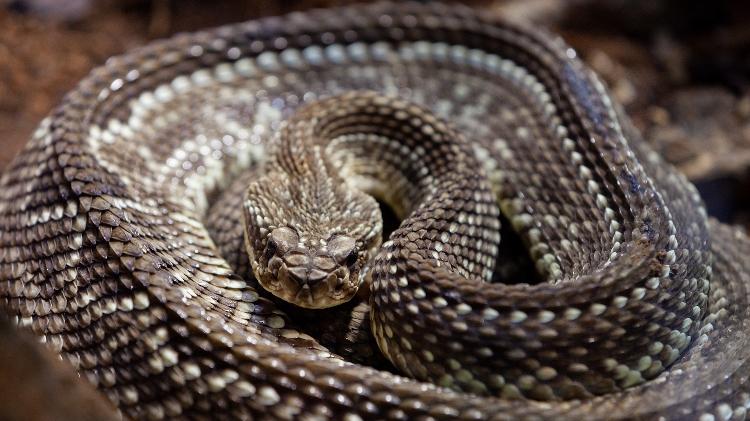 Cascavel (Crotalus durissus)