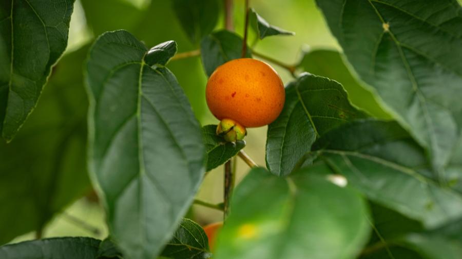 Imagem do fruto de guabiroba (Campomanesia xanthocarpa) em um galho da árvore na floresta da Mata Atlântica.