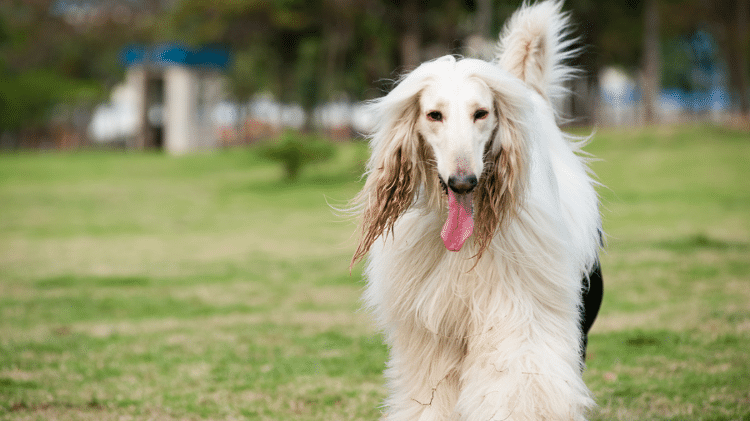 Afghan Hound Afghan Hound