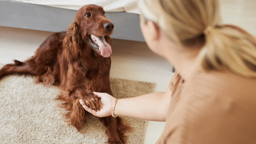 O reforço positivo ajuda a desenvolver a autoestima do pet O reforço positivo ajuda a desenvolver a autoestima do pet