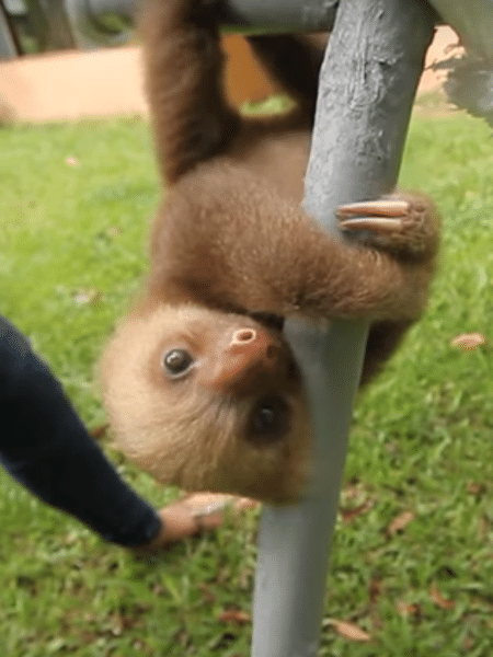Filhote de bicho-preguiça em santuário na Costa Rica Filhote de bicho-preguiça em santuário na Costa Rica