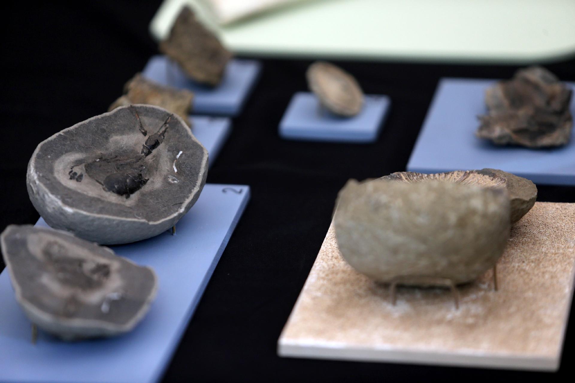 Museu Nacional apresenta exposição sobre Antártida, a primeira após incêndio - Wilton Junior/Estadão Conteúdo