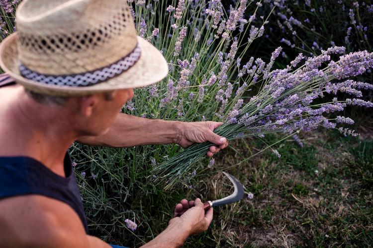 Cultivo de lavanda - Getty Images/iStockphoto - Getty Images/iStockphoto