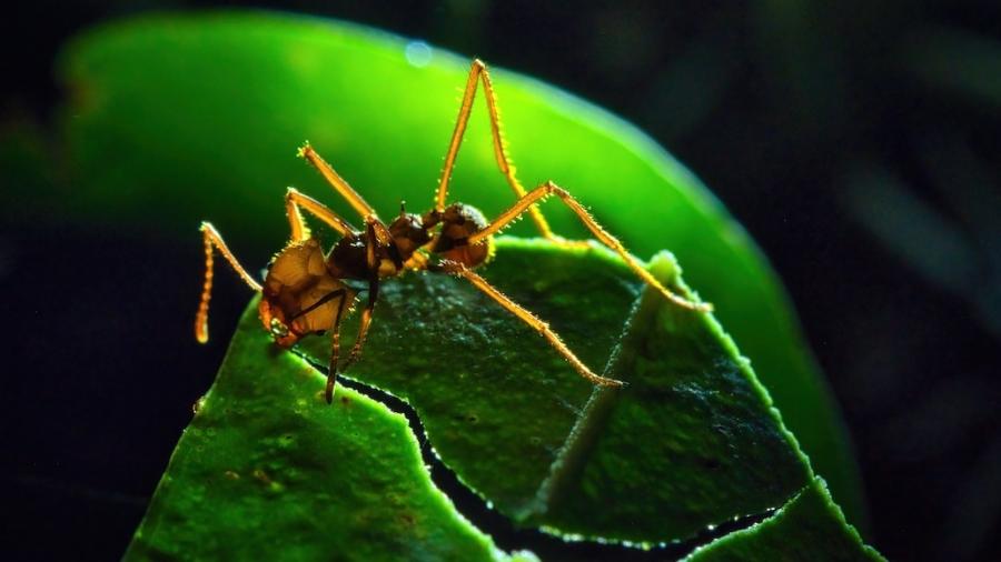 Formiga-cortadeira do gênero Atta. Uma colônia pode chegar a ter até 3 milhões de indivíduos. Foto: Victor Rault - Victor Rault