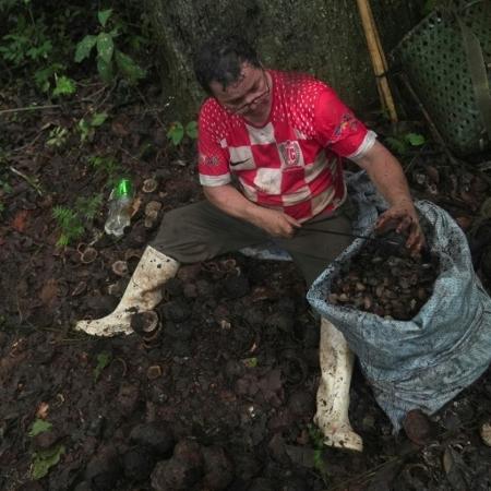 Jorge Laguna usa um machado para partir os frutos que contêm castanhas. - AFP