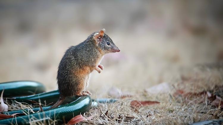 Antechinus 