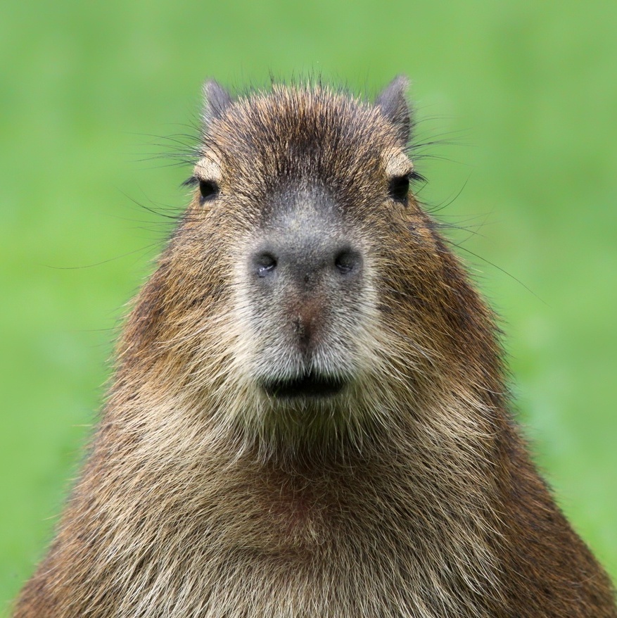 Capivaras, Curiosidades, Documentários Animais