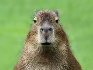 Por que buscar ficha criminal de alguém é chamado de 'puxar a capivara'?