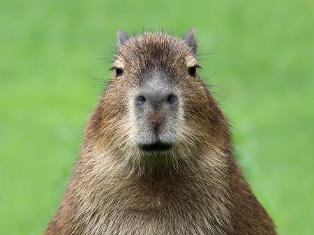 Capivara virou o pomo da discórdia na internet -- afinal, o que ela tem a ver com a ficha de antecedentes criminais de um suspeito? - iStock