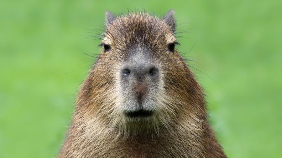 O corpo eu já tenho em 2023  Capivara, Fotos de capivara, Capivaras