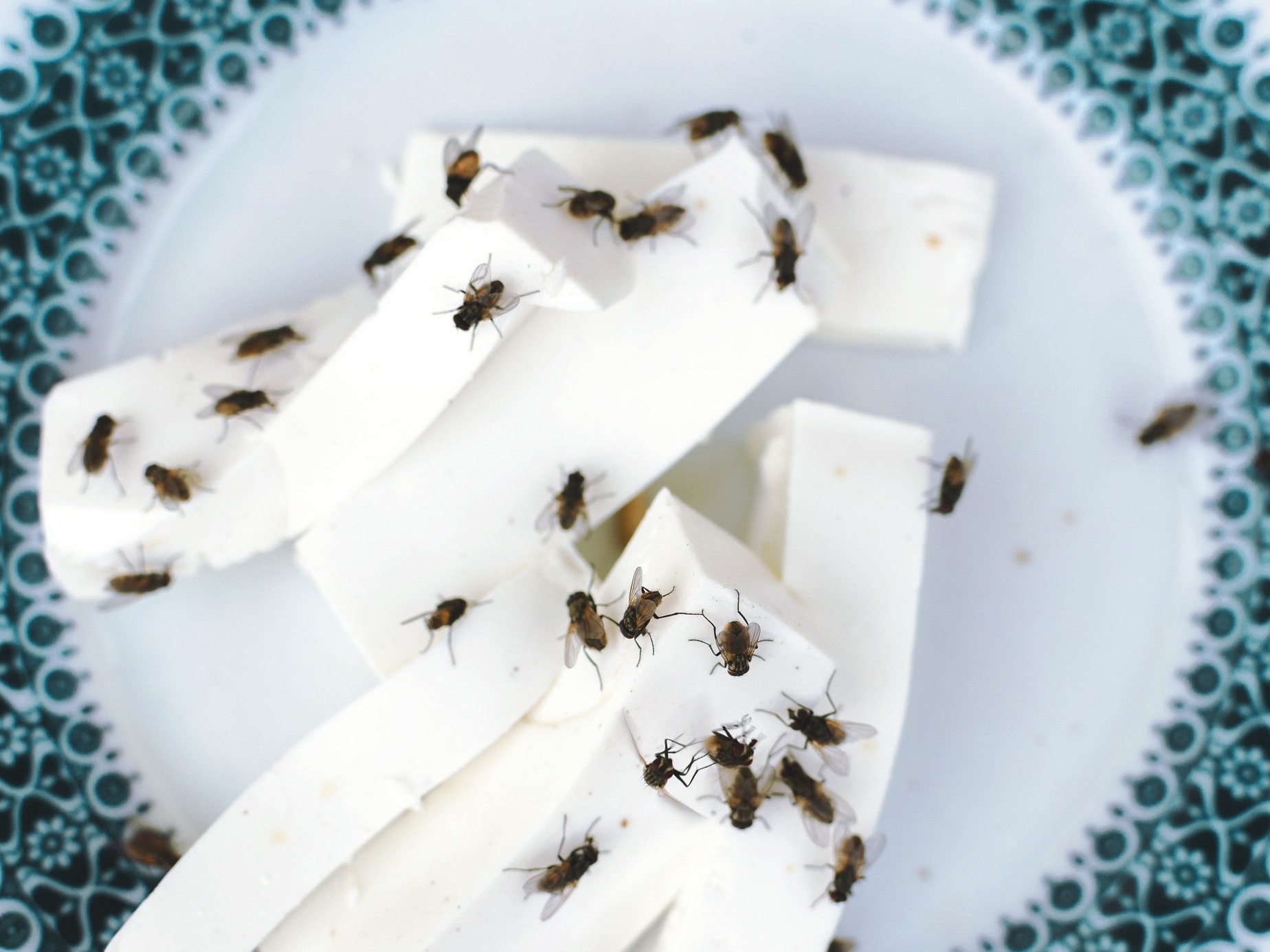 Como espantar moscas de casa? Estas dicas simples vão te ajudar