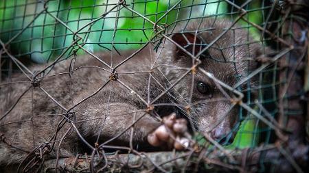 Civeta aprisionada para fazer o café Kopi Luwak em Bali - Getty Images