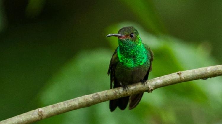 Por causa do aquecimento global, animais estão desaparecendo da 'floresta nublada'. - Getty Images - Getty Images