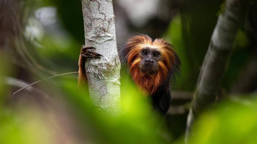 Exemplar de mico-leão-da-cara-dourada (Leontopithecus chrysomelas) em área de Mata Atlântica no sul da Bahia