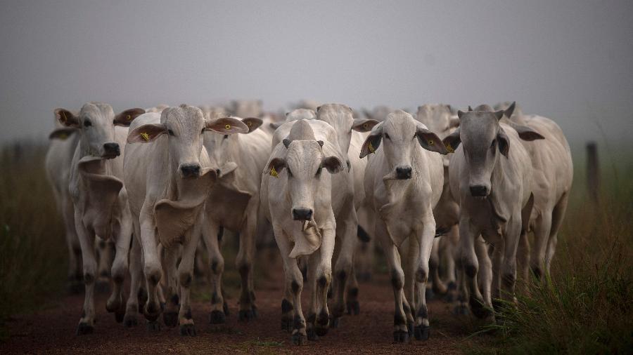 No Brasil, agropecuária é o maior emissor de metano