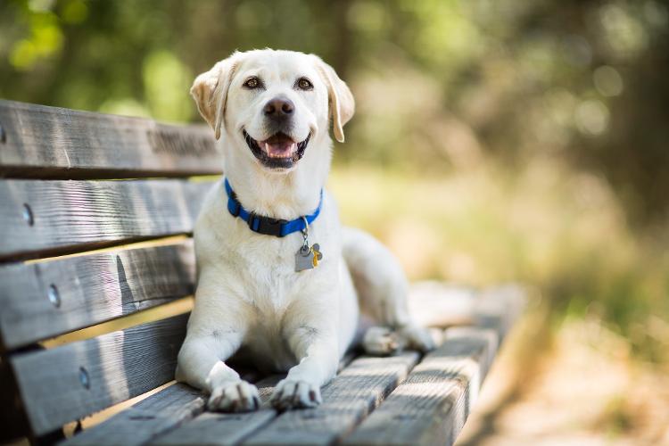 Labrador Retriever Labrador Retriever