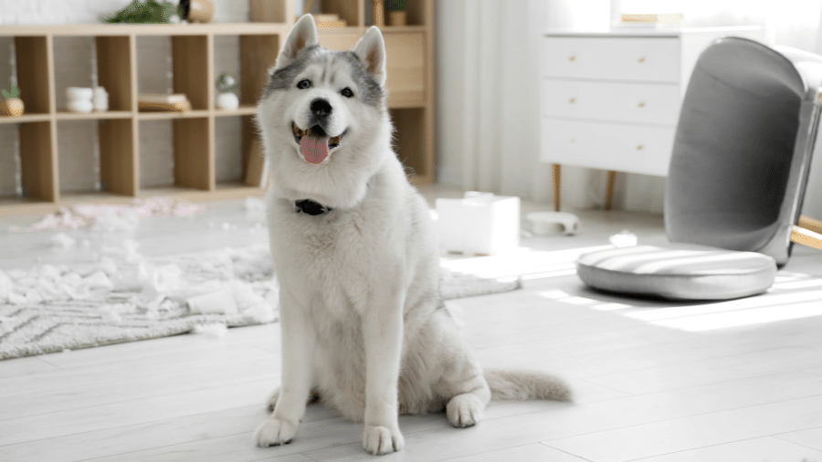 Além da ansiedade, a simples falta de estímulos é um gatilho