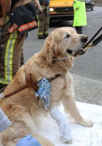 Em 2015, um cão-guia se jogou na frente de um ônibus escolar para tentar proteger sua dona cega e ficou ao seu lado enquanto equipes de emergência atenderam os dois. O motorista disse que não viu o golden retriever Figo e sua dona, Audrey Ston, atravessarem a estrada. Ele recebeu uma intimação por não parar para um pedestre. As crianças que estavam no ônibus não ficaram feridas - Reprodução
