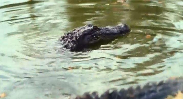 Monstros do Pântano (The History Channel) - Reprodução