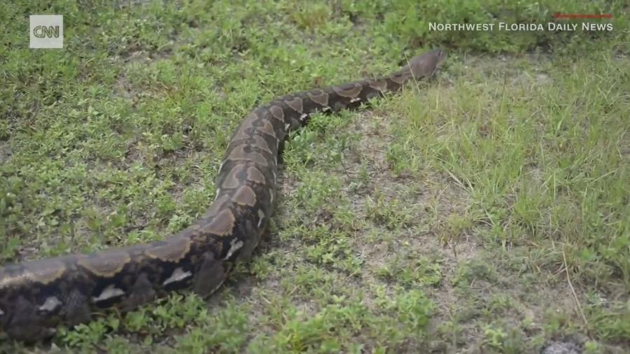 Cobra de 44 quilos capturada na Flórida - Reprodução/CNN