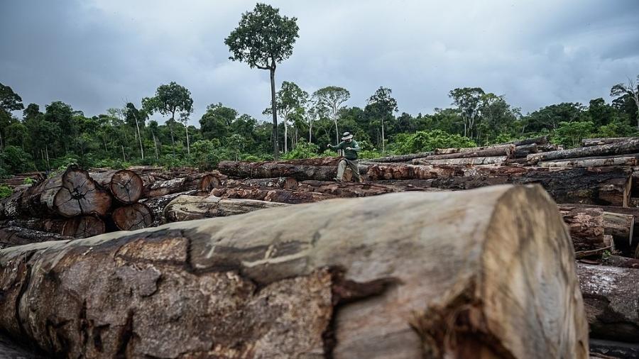 Apreensão de madeira ilegal na Terra Indígena Pirititi, em Rondônia - Felipe Werneck/Ibama