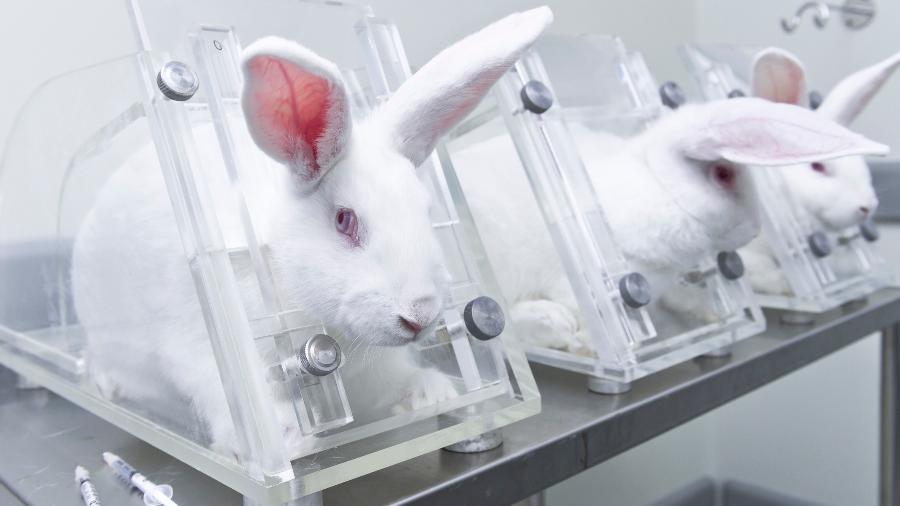 Teste em animais: Senado aprovou texto que proíbe prática - UnoL/iStock