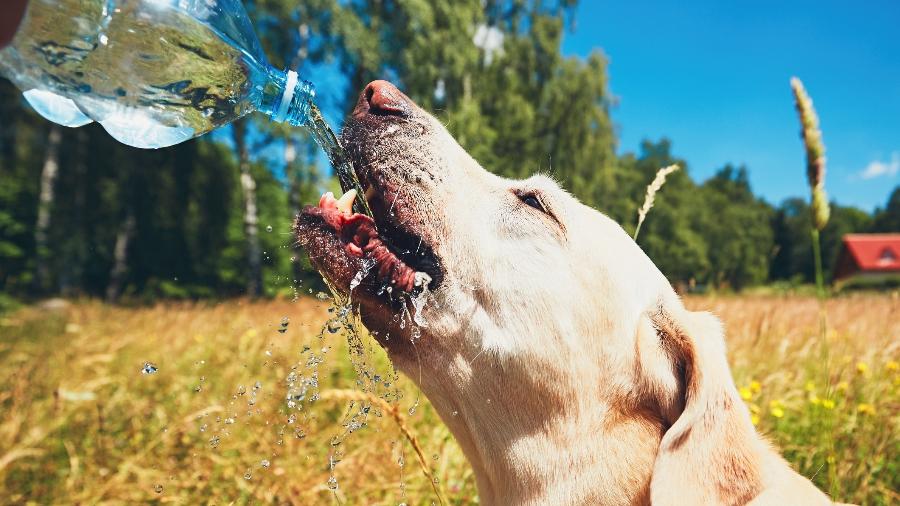 Cão toma água; hidratação de pets é fundamental, principalmente em dias de calor extremo