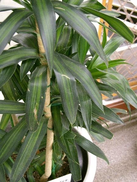 Uma boa luminosidade é essencial para a saúde da Dracaena reflexa  - KENPEI - KENPEI