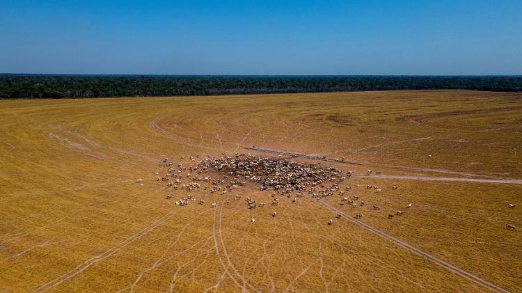 Fazenda de gado vizinha do Território Indígena do Xingu - Sitah - Sitah