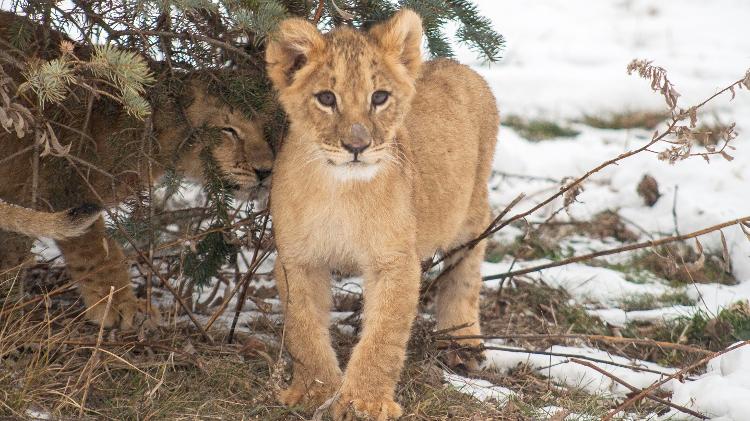 Lesya, filhote de leão que foi encontrada no metrô da Ucrânia - Reprodução/Wildcat Sanctuary - Reprodução/Wildcat Sanctuary