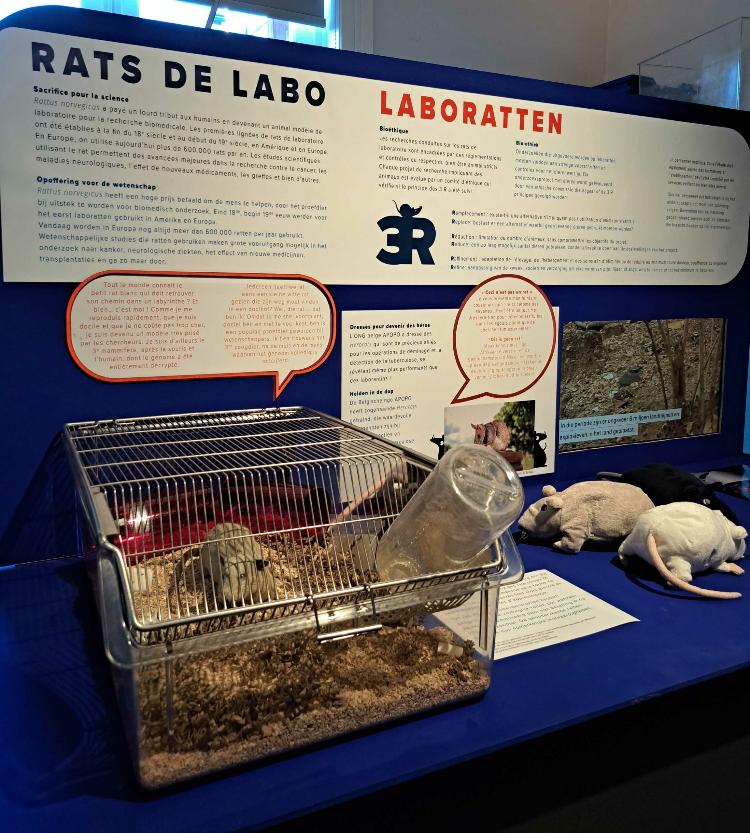 Mais roedores da mostra "Rattus", em cartaz até junho