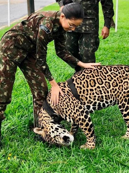 Viviane teve treinamento com animais silvestres