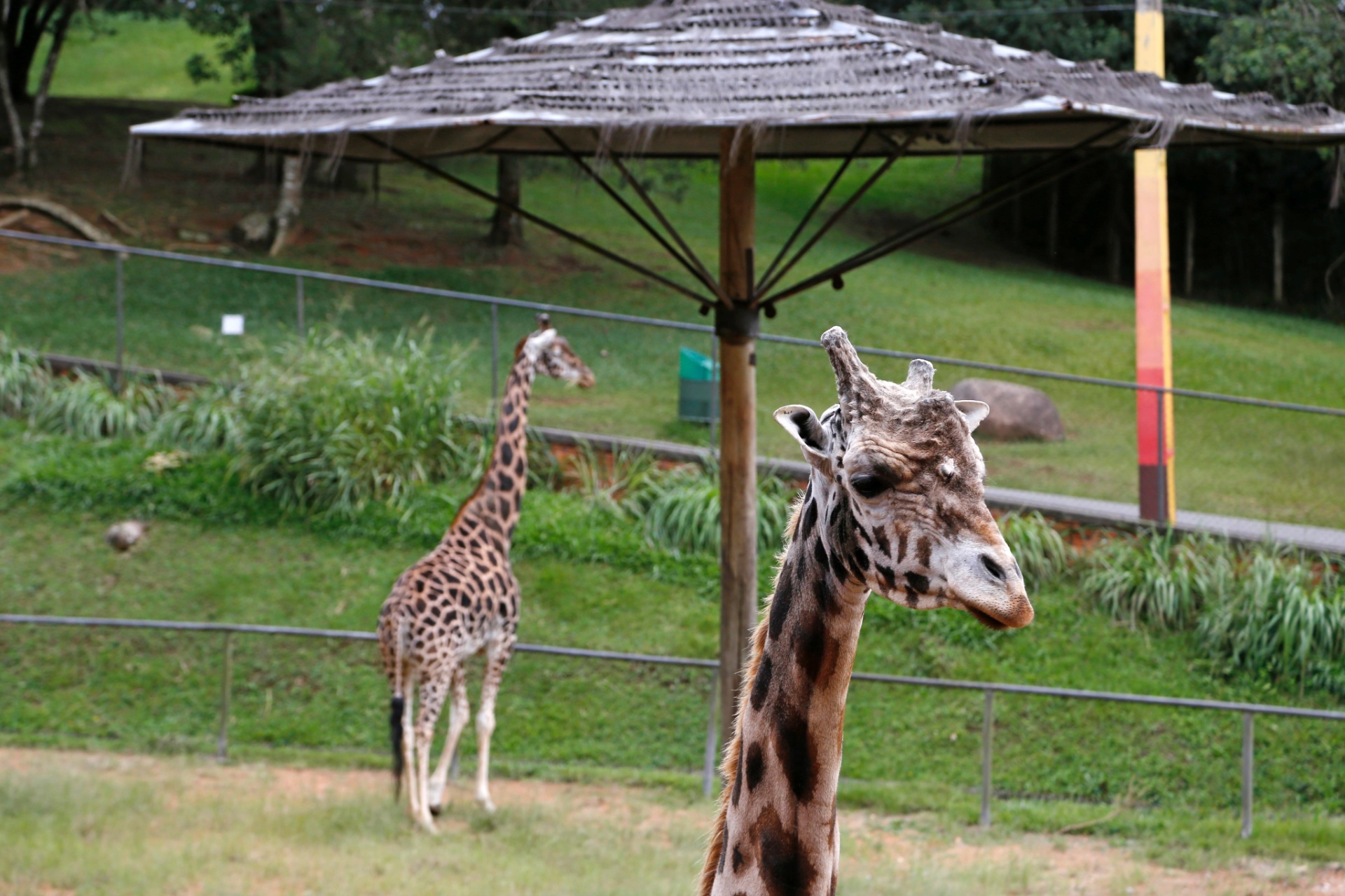 Zoológico de Curitiba - Divulgação/Luiz Costa-SMCS