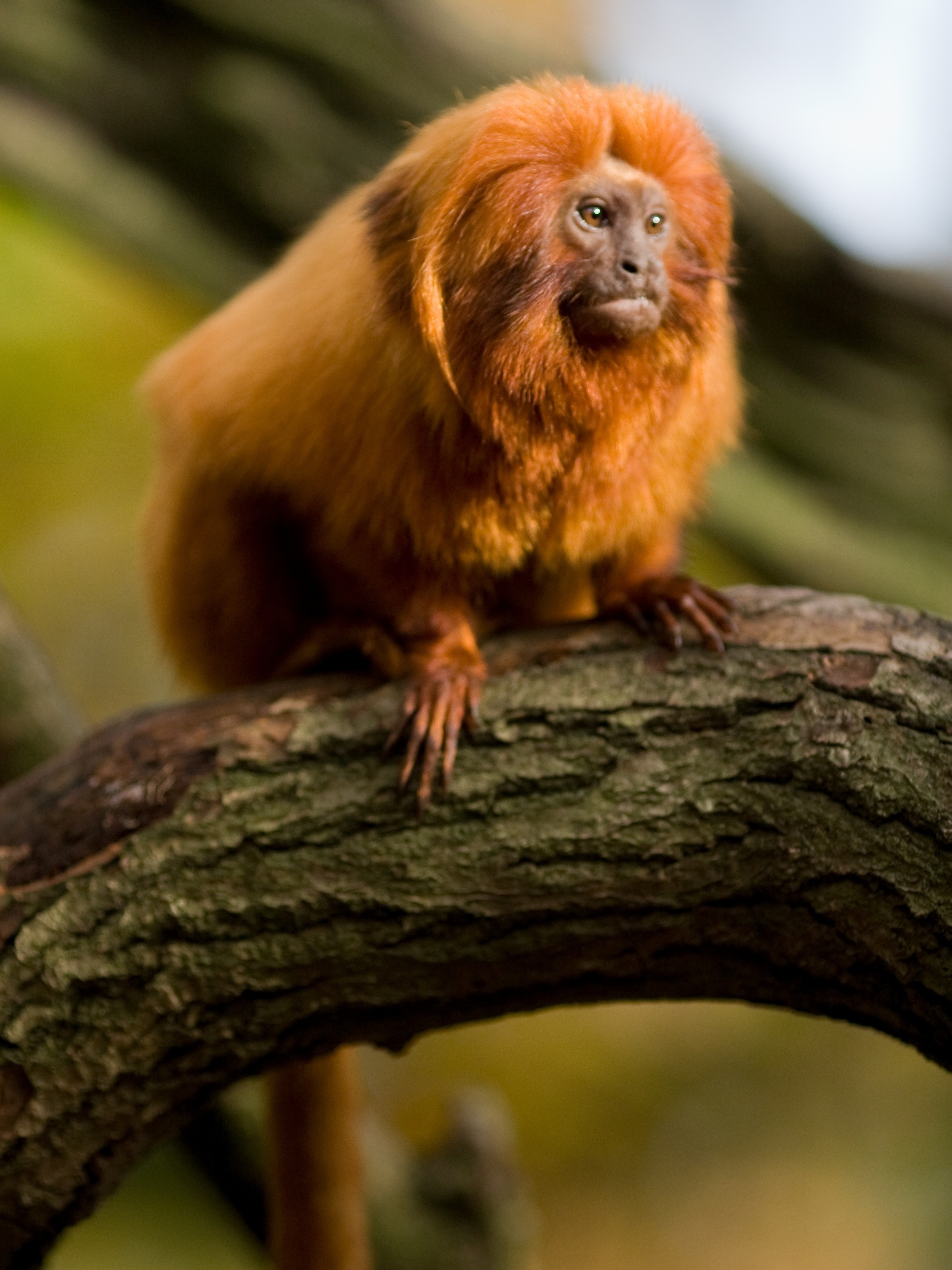 Macaco em zoológico liga para número de emergência e mobiliza