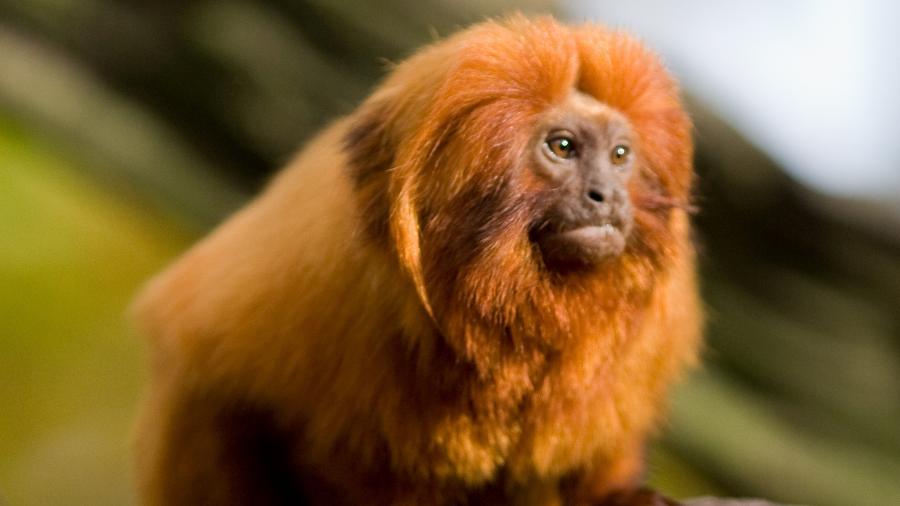 Unificação de unidades de proteção pode afetar sobrevivência do mico-leão-dourado - Wikimedia
