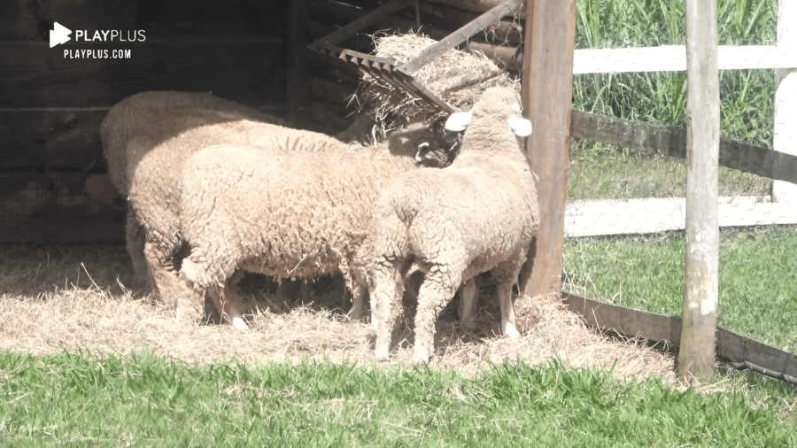 A Fazenda 2020: Ovelhas e visão panorâmica da sede do reality são exibidas durante a manhã - Reprodução/RecordTV